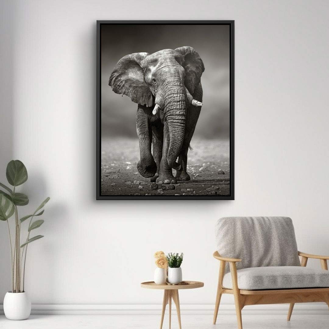 Young elephant
