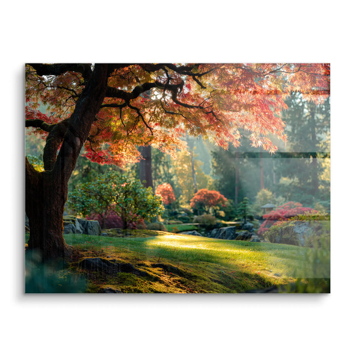 Sunbeams in the forest 