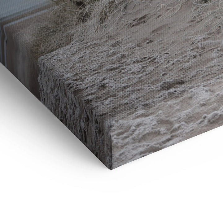 Sunbeams in the forest 