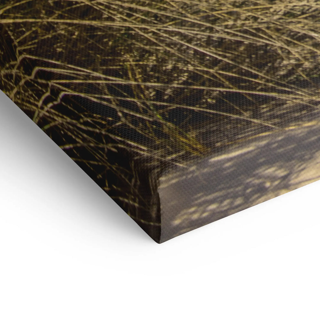 Sunbeams in the forest 