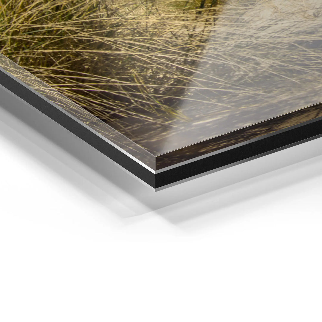 Sunbeams in the forest 