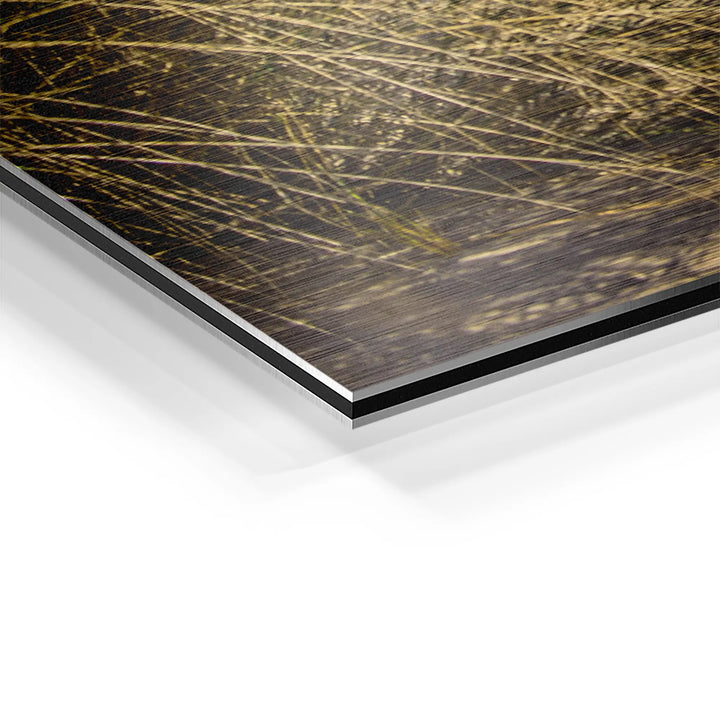 Sunbeams in the forest 