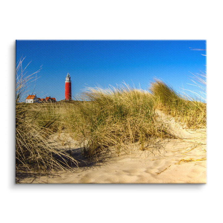 Sunbeams in the forest 