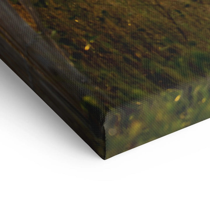 Sunbeams in the forest 