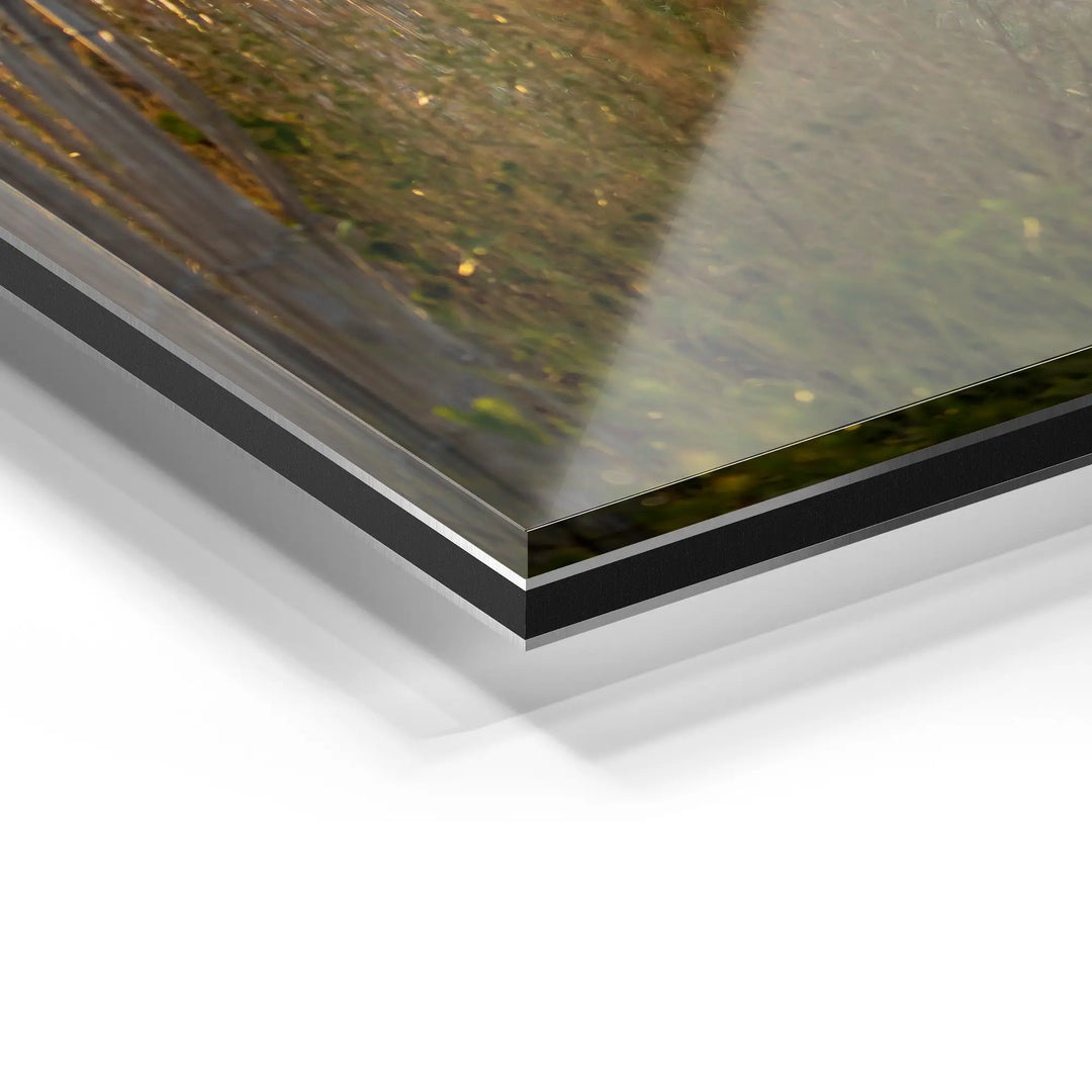 Sunbeams in the forest 