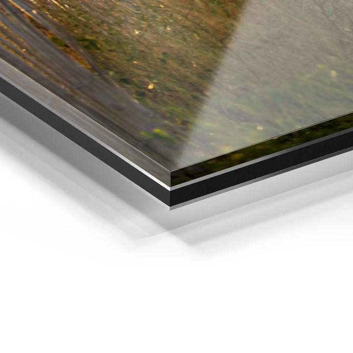 Sunbeams in the forest 