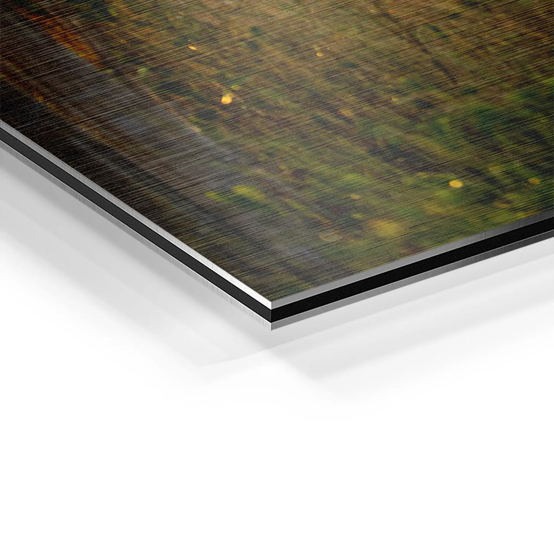 Sunbeams in the forest 