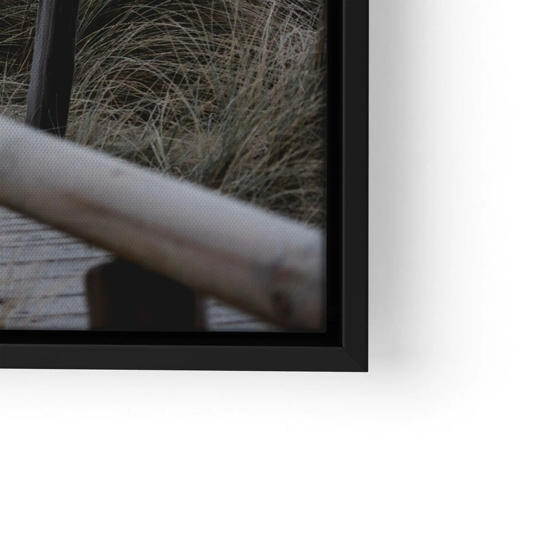 Sunbeams in the forest 