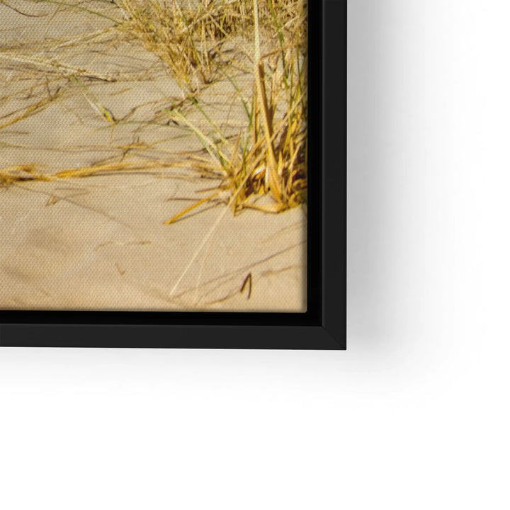 Sunbeams in the forest 