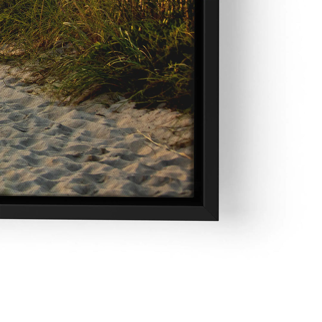 Sunbeams in the forest 