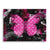 Butterfly - Pink Edition 
