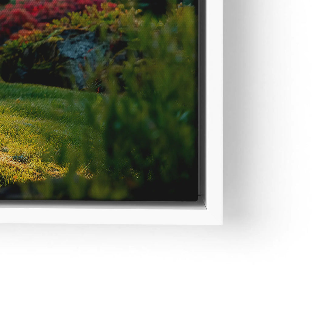 Sunbeams in the forest 