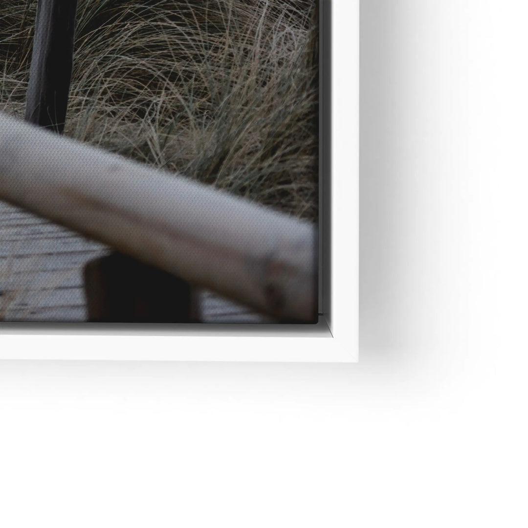 Sunbeams in the forest 