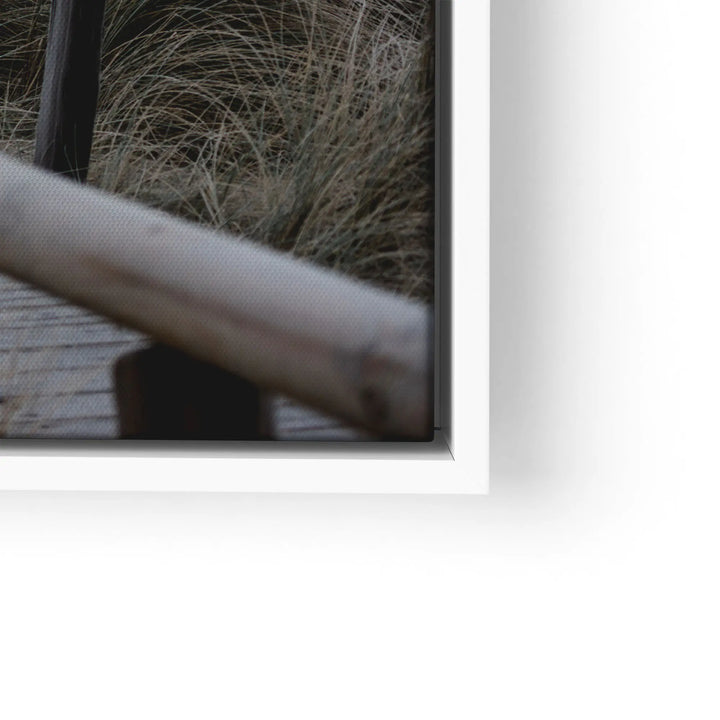 Sunbeams in the forest 