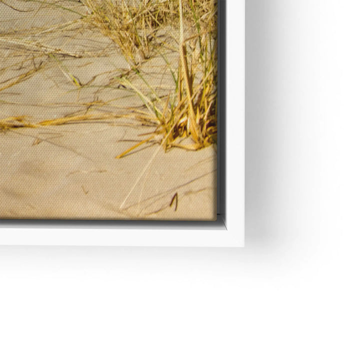 Sunbeams in the forest 