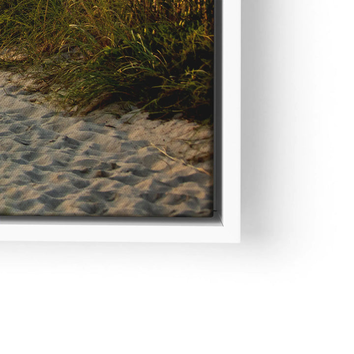 Sunbeams in the forest 