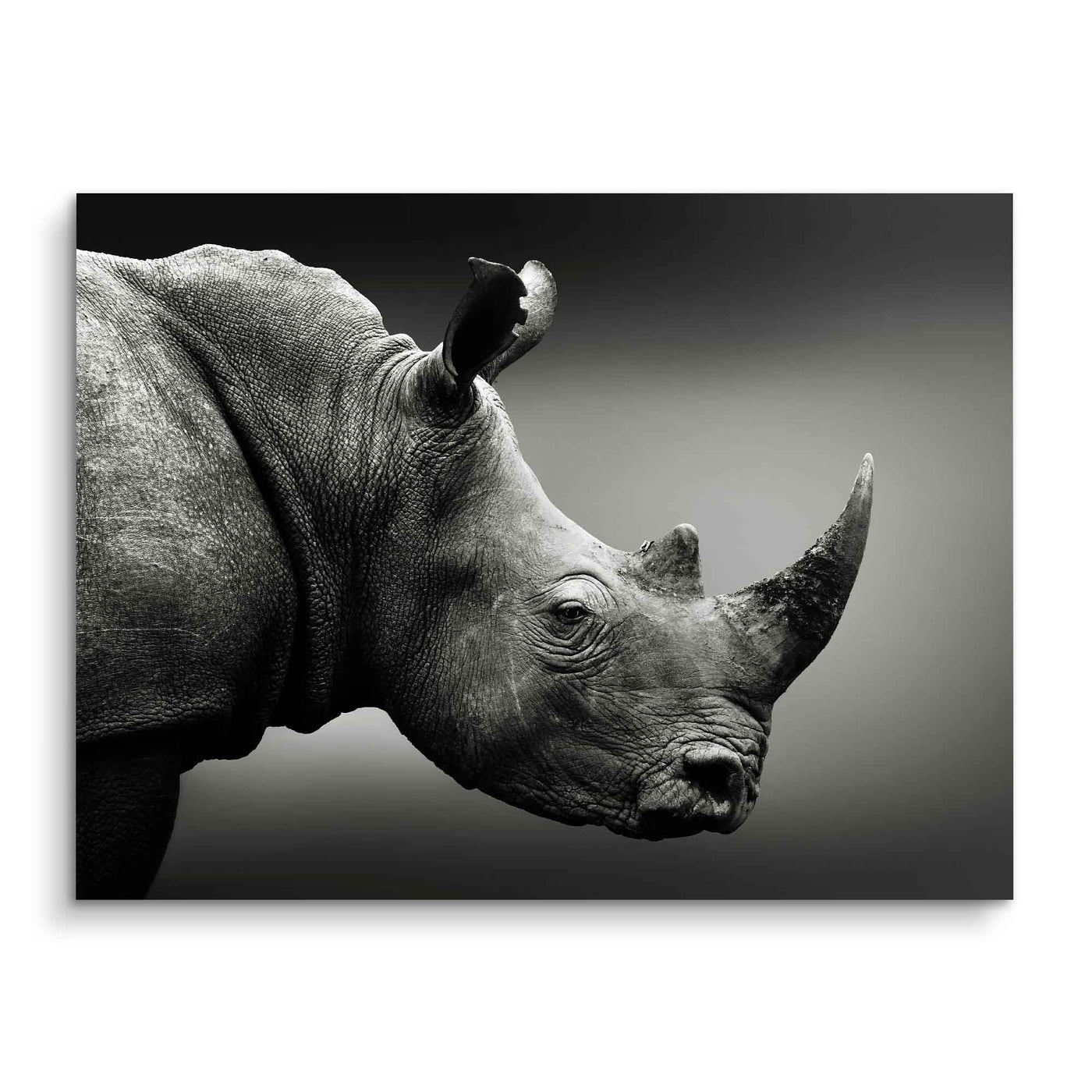 Rhino Portrait