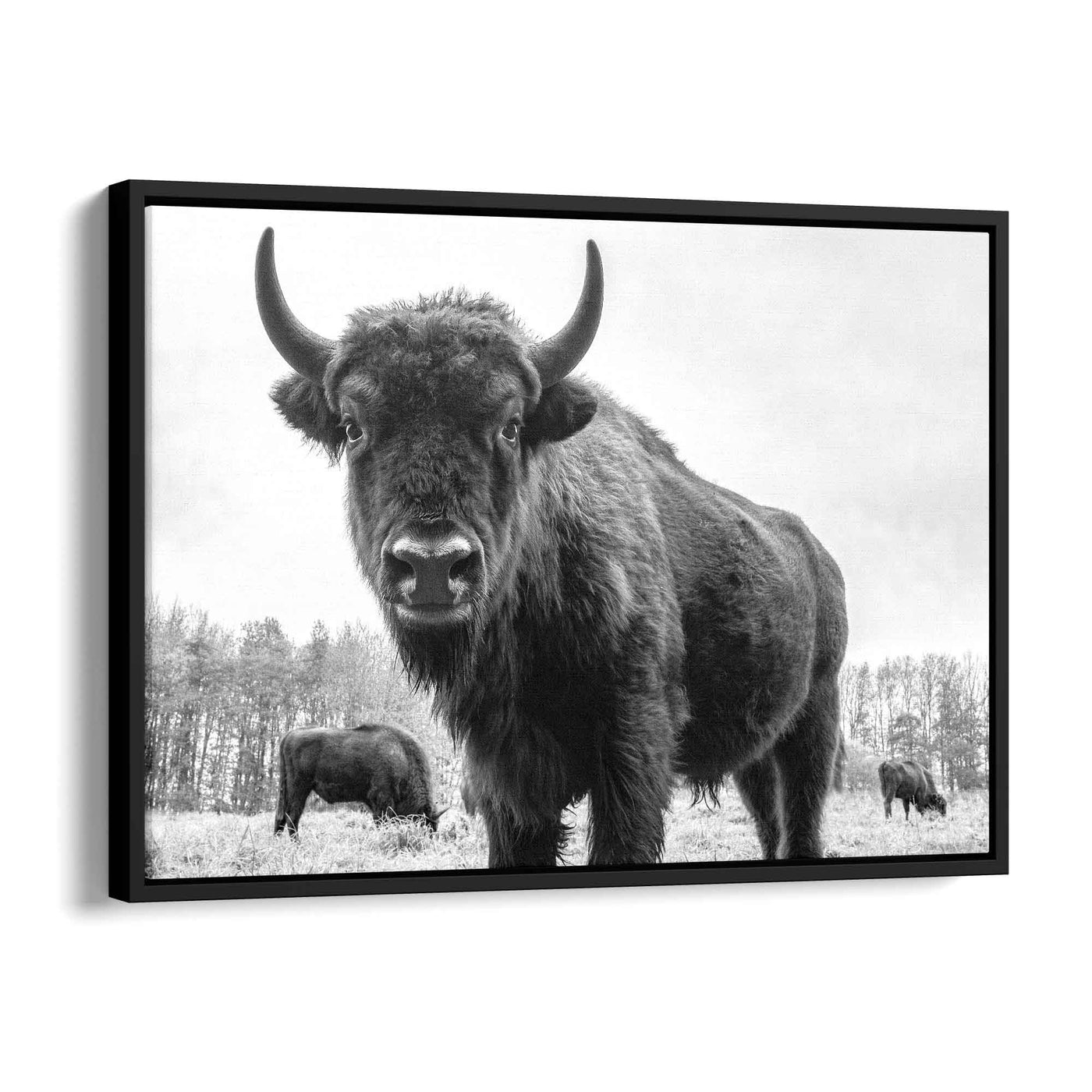 Aurochs bull