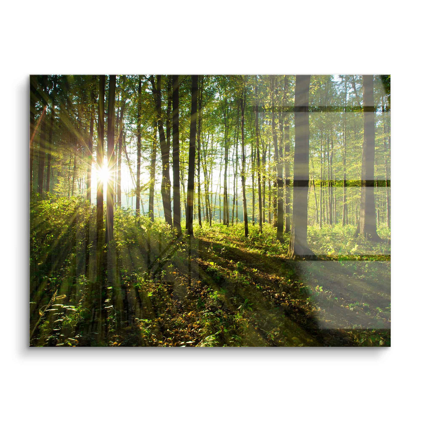 Rays of sunshine in the forest