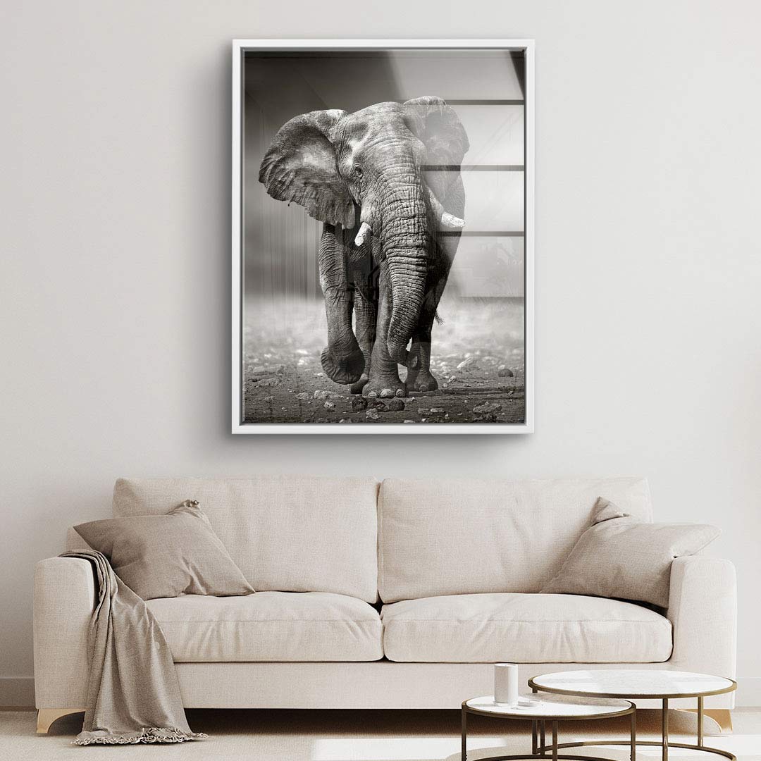 Jeune éléphant