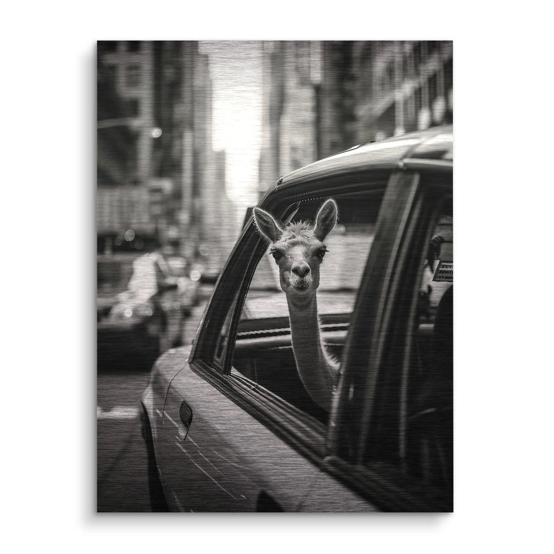 Lama à New York