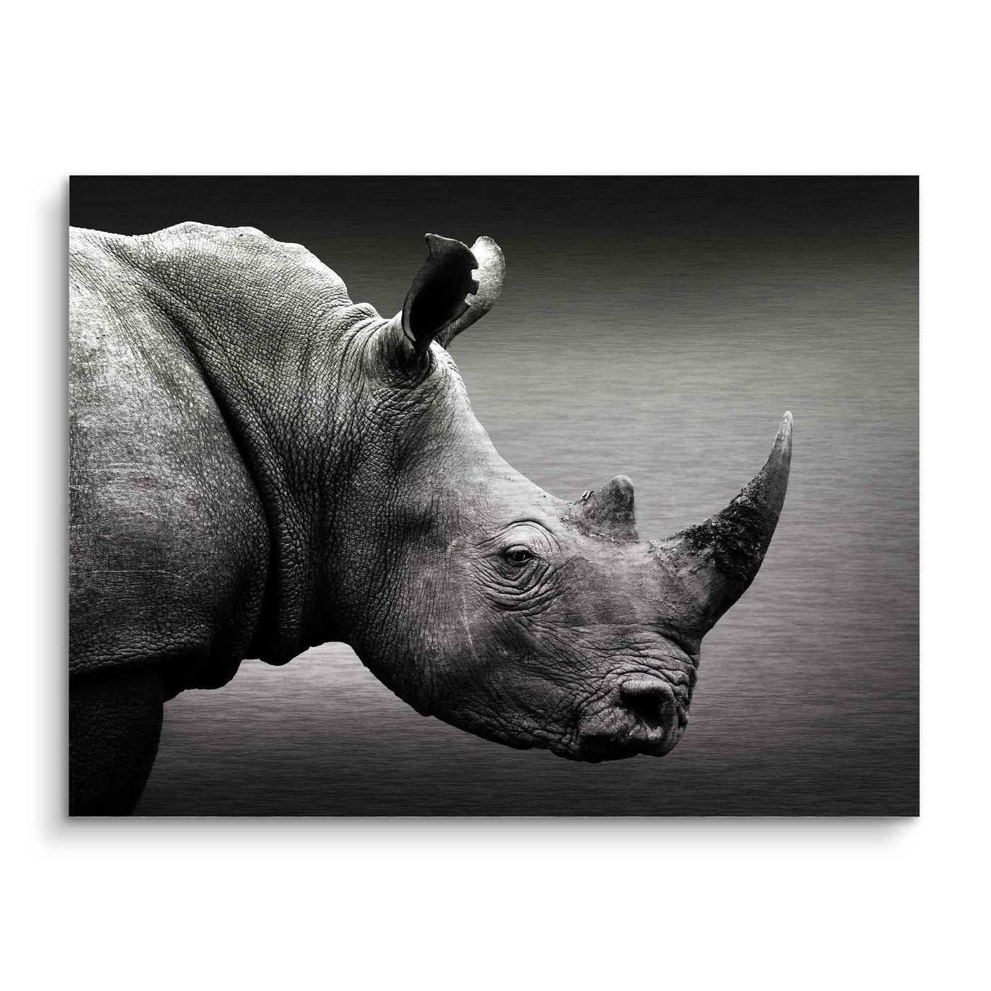 Portrait de Rhino